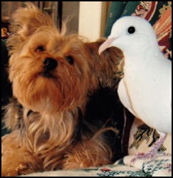 dog and dove